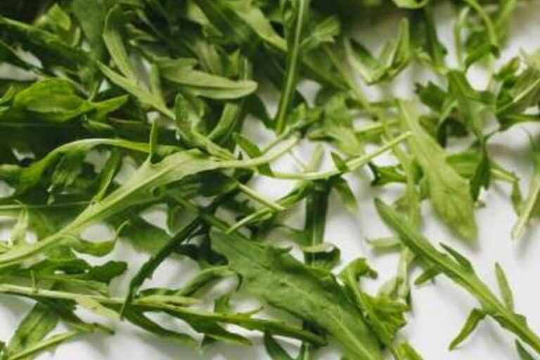 Rucola